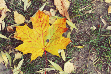 autumn maple leaf