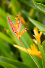 Obraz premium Bird of paradise flower