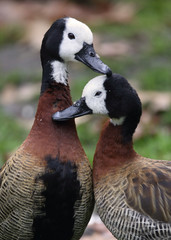 kuschelndes Vogelpaar