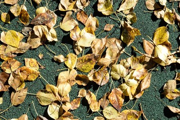 Осенние Листья