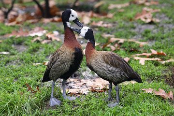 Vogelpaar