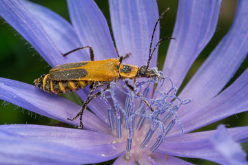 Pennsylvania Leatherwing Beetle sitting on a Corn Flower