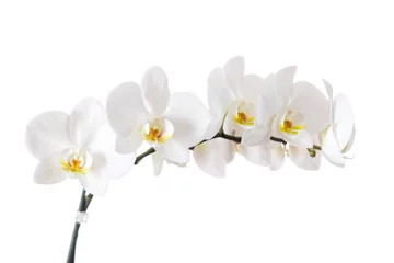 Keuken foto achterwand Orchidee witte orchidee