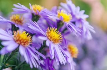 House Flowers Bouquet