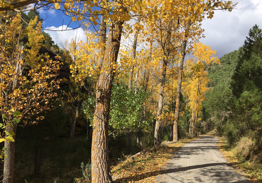 Chopos en oto&ntilde;o.