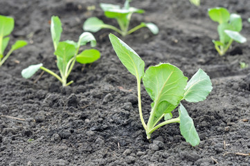  freshly organically planted cabbage seedlings in the vegetable