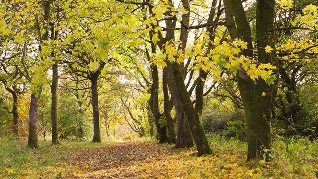 Beautiful Autumn in the park, Coatbridge, Scotland