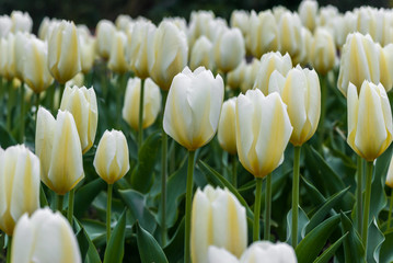 A field plenty of white tulips