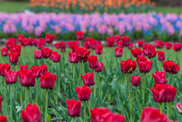 A field of colorful flowers