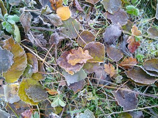 frozen autumn leaves on the grass