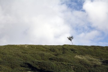 Single tree in Norwegian mountains