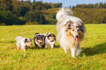Collie-Hündin mit ihren Welpen