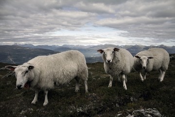 Norwegian sheeps in mountains