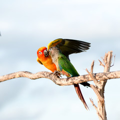 Bird,Sun conure parrot ,pet