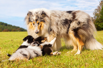 Collie-Hündin mit ihren Welpen