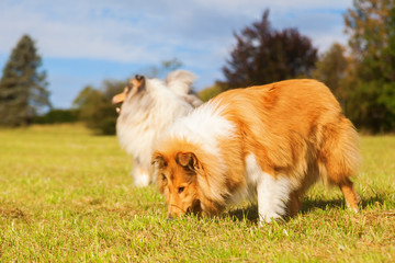 Langhaar-Collies auf einer Wiese