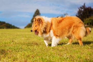 würgender Collie