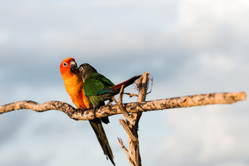Bird,Sun conure parrot ,pet
