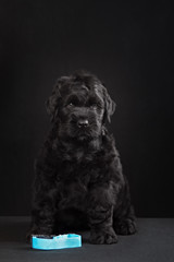 puppy big black terrier