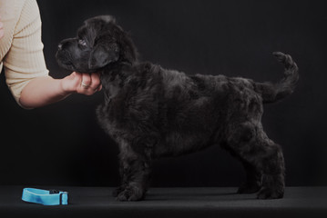 puppy big black terrier