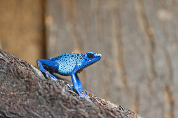 Dendrobates tinctorius azureus