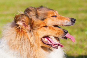 Porträt von zwei Collies