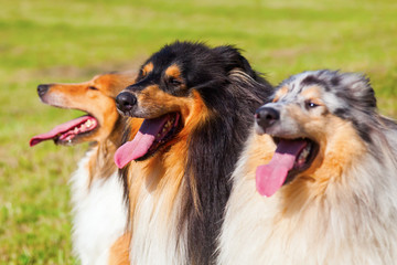 drei verschiedenfarbige Langhaar-Collies in einer Reihe