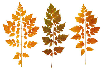 autumn leaves collection, object set isolated on white