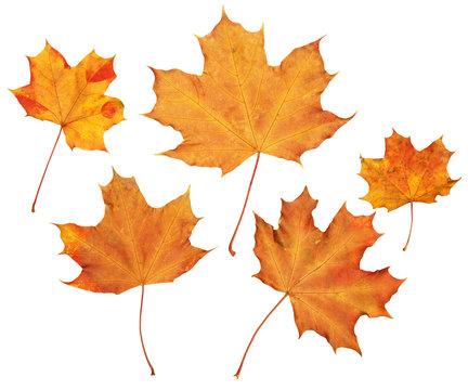 maple autumn leaves collection, object set isolated on white