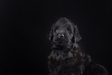 puppy big black terrier