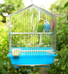 Fototapeta premium Cute colorful budgies in cage, outdoors