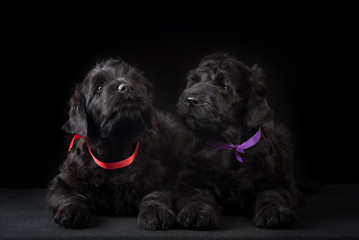 two puppy big black terrier