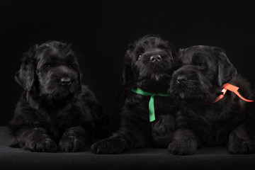 three puppy big black terrier