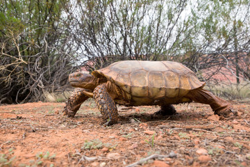 Fototapeta premium Running desert tortoises (Gopherus agassizii and Gopherus morafkai) 