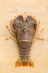 Raw Flathead lobster, Lobster Moreton Bay bug, Oriental flathead