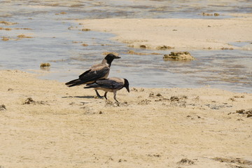 Vögel am Rotem Meer Ägypten