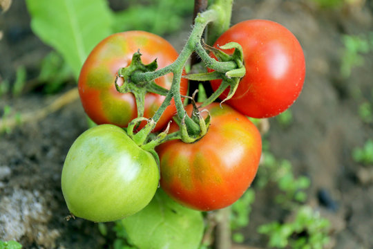 Tomatoes growing in garden
