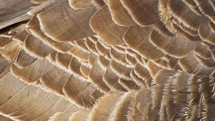 Layers of textured feathers of the Canada Goose
