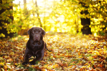 Brown Labrador Retriever lies on a sunny day on the background of autumn leaves