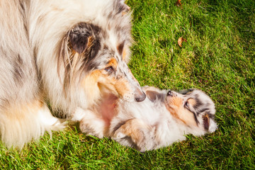 Obraz premium Colliemutter mit ihrem Welpen