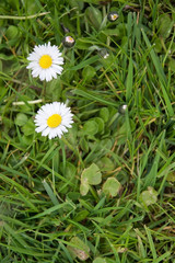 White bellis perennis in green grass in Varmland, Sweden.