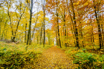 Obraz premium Herbstwald