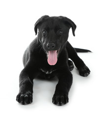 Young black Labrador lying on white background