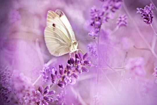 Butterfly on lavender - beautiful scene