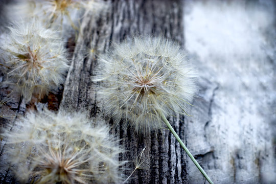 Beautiful dandelion seeds - fluffy blowball