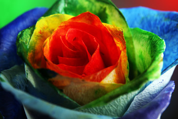 Beautiful painted rose on colourful background, close up