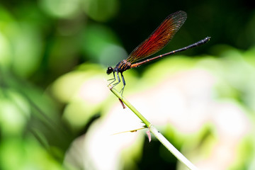 Dragonfly