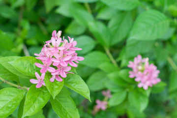 American beauty flower