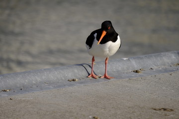 Austernfischer, Haematopus ostralegus