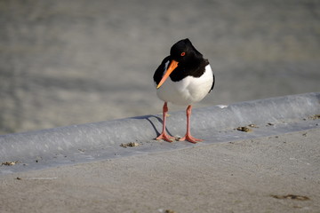 Austernfischer, Haematopus ostralegus
